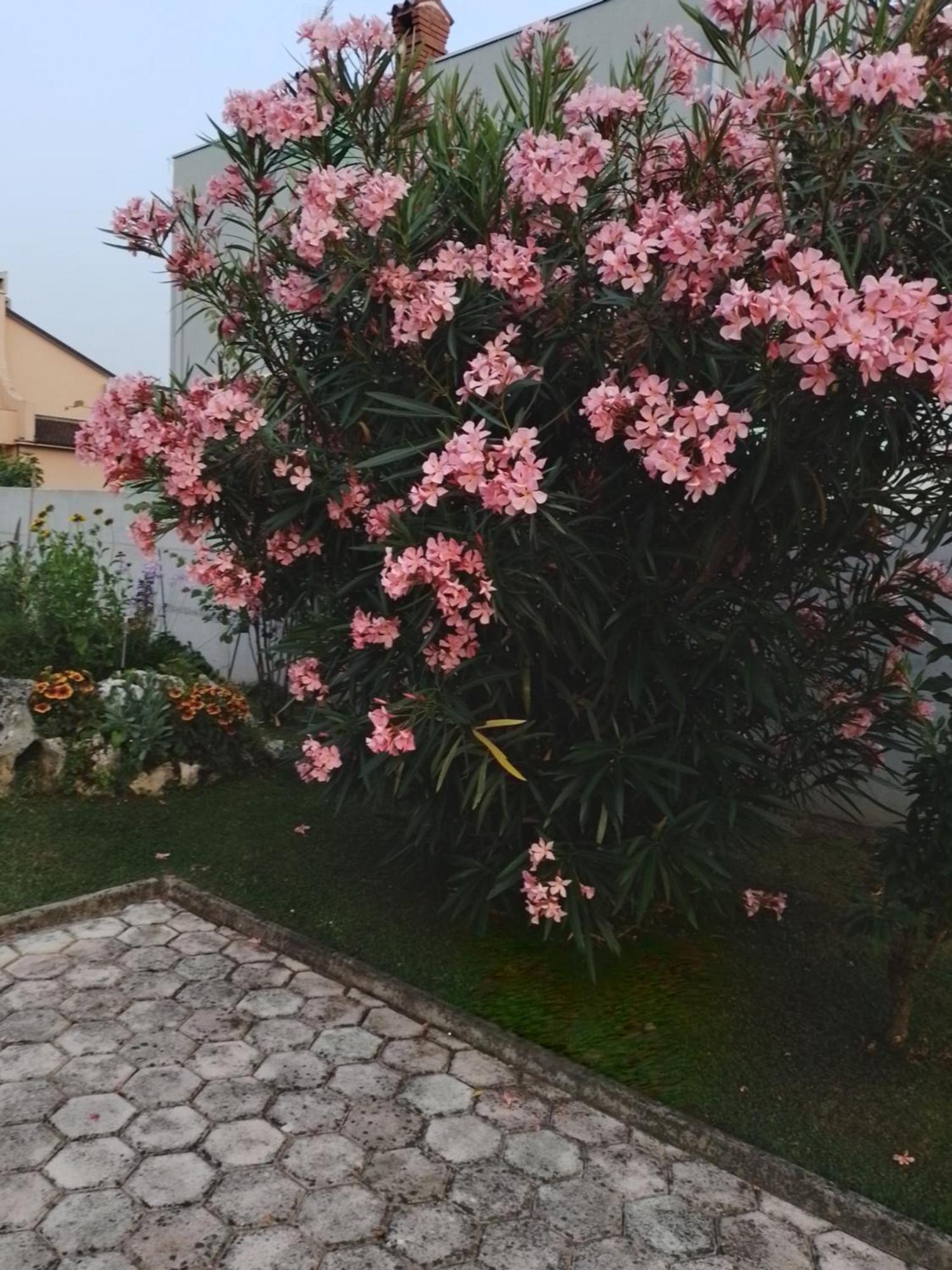 אומאג Apartman Olga מראה חיצוני תמונה